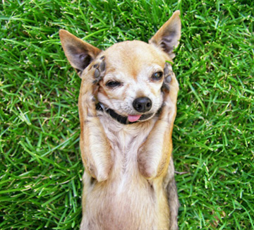 How To Have a Dog-Friendly Yard